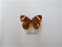 藏品(玉帶黛眼蝶)的圖片